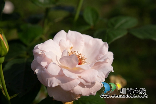 合江榕右数万株月季花惊艳盛开 速速约团赏花(图8) 合江榕右数万株月季花惊艳盛开 速速约团赏花(图8)