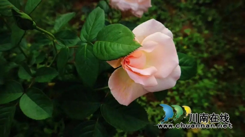 合江榕右数万株月季花惊艳盛开 速速约团赏花(图9) 合江榕右数万株月季花惊艳盛开 速速约团赏花(图9)