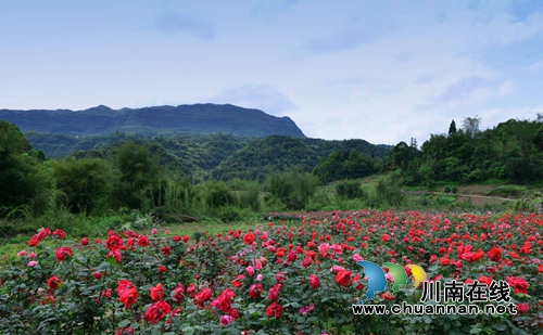 合江榕右数万株月季花惊艳盛开 速速约团赏花(图12) 合江榕右数万株月季花惊艳盛开 速速约团赏花(图12)
