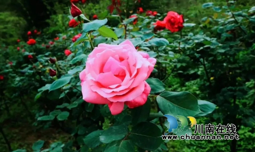 合江榕右数万株月季花惊艳盛开 速速约团赏花(图10) 合江榕右数万株月季花惊艳盛开 速速约团赏花(图10)