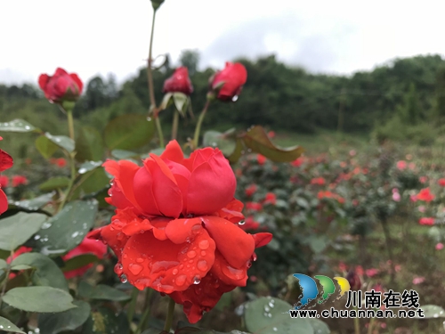 合江榕右数万株月季花惊艳盛开 速速约团赏花(图11) 合江榕右数万株月季花惊艳盛开 速速约团赏花(图11)