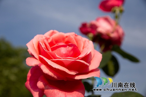 合江榕右数万株月季花惊艳盛开 速速约团赏花(图13) 合江榕右数万株月季花惊艳盛开 速速约团赏花(图13)