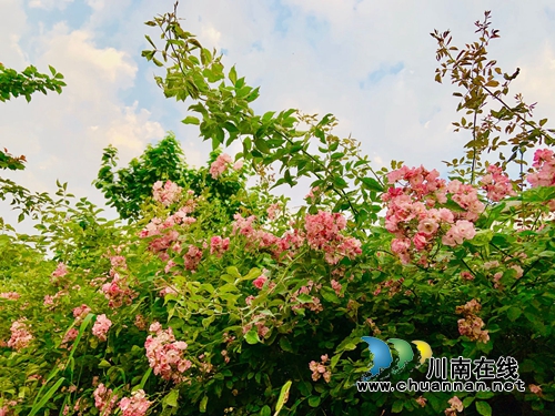 合江榕右数万株月季花惊艳盛开 速速约团赏花(图15) 合江榕右数万株月季花惊艳盛开 速速约团赏花(图15)