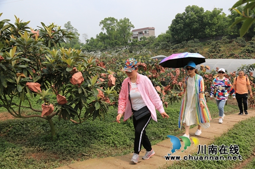 泸县企业、个人众筹办活动&nbsp;白龙塔枇杷打开销路(图2)