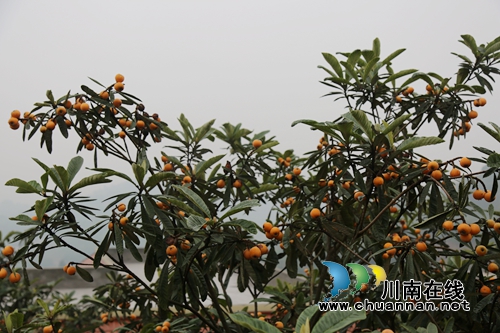 泸县企业、个人众筹办活动&nbsp;白龙塔枇杷打开销路(图11)