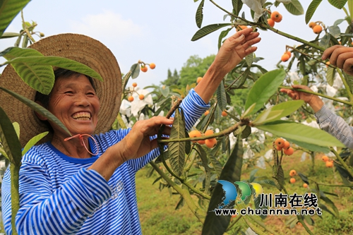 泸县企业、个人众筹办活动&nbsp;白龙塔枇杷打开销路(图13)