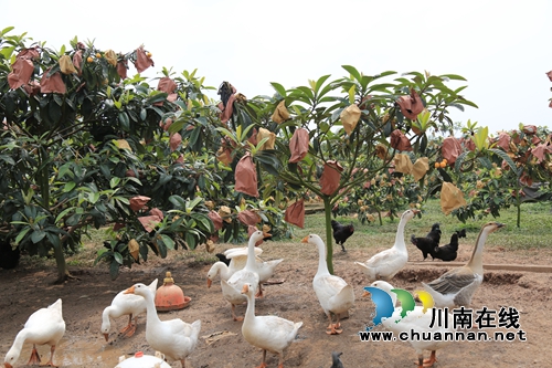 泸县企业、个人众筹办活动&nbsp;白龙塔枇杷打开销路(图14)