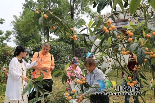5月采枇杷6月吃葡萄&nbsp;泸县果田花乡开园迎客啦(图1)