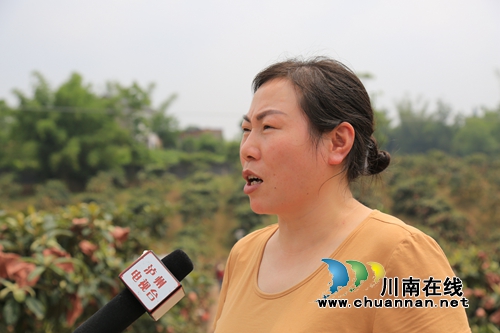 5月采枇杷6月吃葡萄&nbsp;泸县果田花乡开园迎客啦(图3)