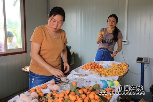 5月采枇杷6月吃葡萄&nbsp;泸县果田花乡开园迎客啦(图4)