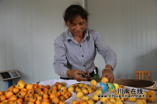 5月采枇杷6月吃葡萄&nbsp;泸县果田花乡开园迎客啦(图5)