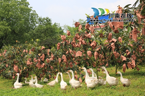 5月采枇杷6月吃葡萄&nbsp;泸县果田花乡开园迎客啦(图6)