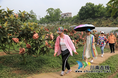 5月采枇杷6月吃葡萄&nbsp;泸县果田花乡开园迎客啦(图7)