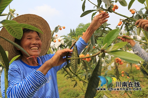 5月采枇杷6月吃葡萄&nbsp;泸县果田花乡开园迎客啦(图8)