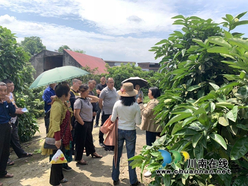龙马潭区罗汉街道群丰村开展蜜柚种植技术培训(图2) 龙马潭区罗汉街道群丰村开展蜜柚种植技术培训(图2)