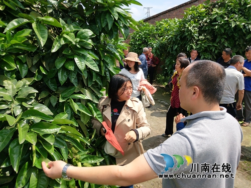 龙马潭区罗汉街道群丰村开展蜜柚种植技术培训(图4) 龙马潭区罗汉街道群丰村开展蜜柚种植技术培训(图4)