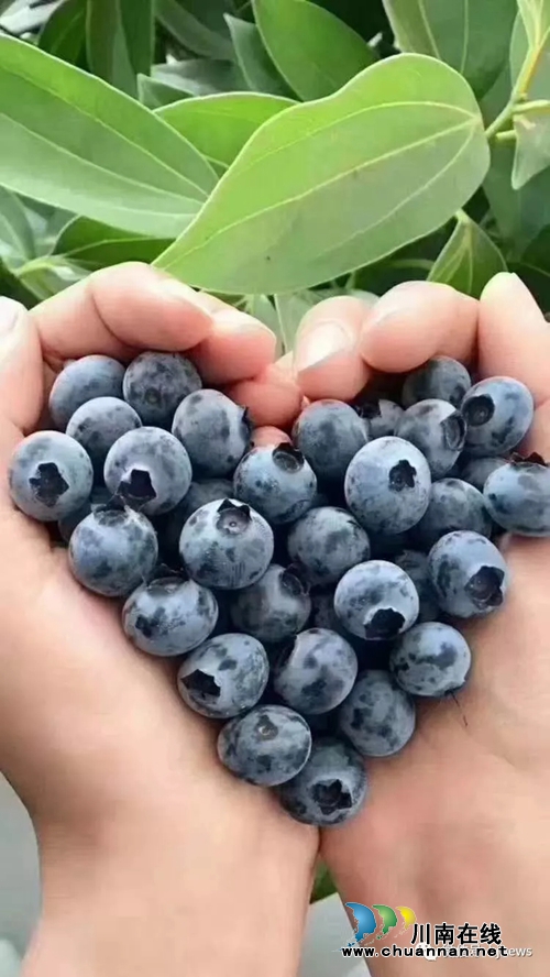 合江创业青年胡棚搏的蓝莓事业(图1)