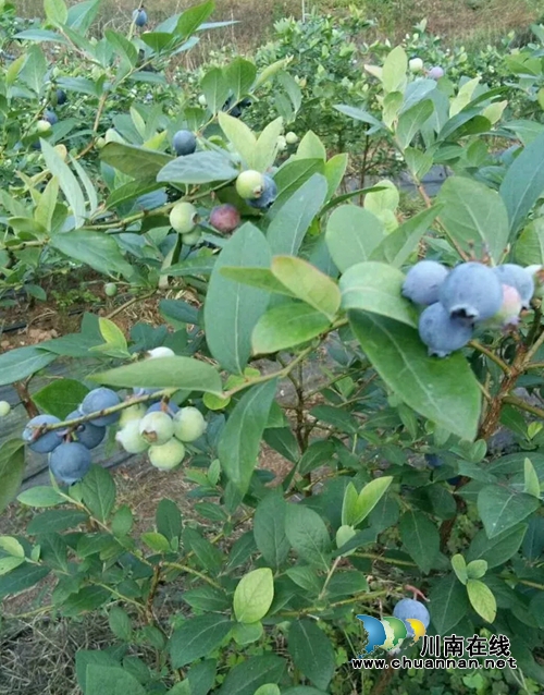 合江创业青年胡棚搏的蓝莓事业(图2)