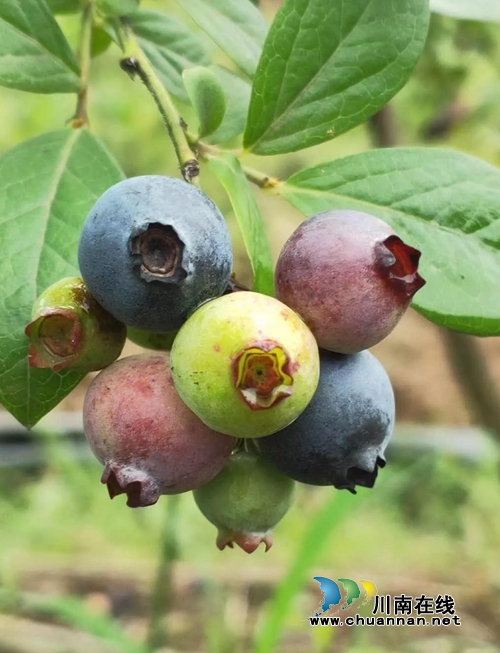 合江创业青年胡棚搏的蓝莓事业(图3)