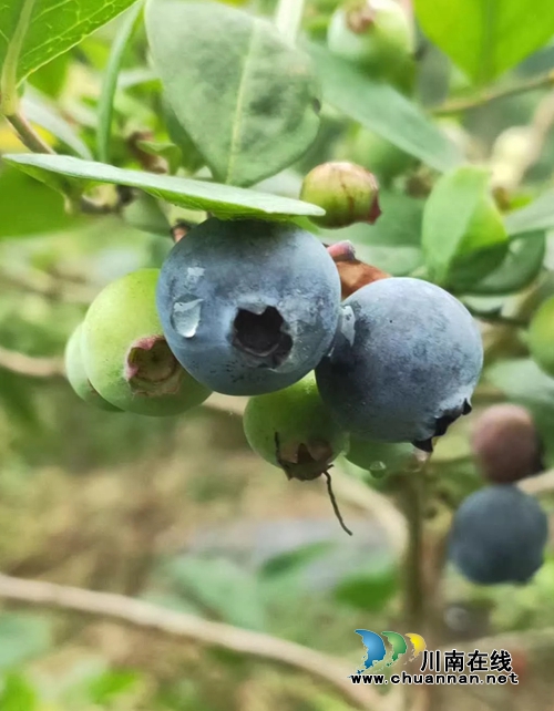 合江创业青年胡棚搏的蓝莓事业(图4)