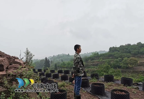 合江创业青年胡棚搏的蓝莓事业(图5)