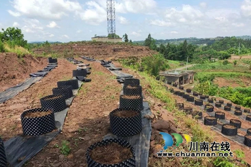 合江创业青年胡棚搏的蓝莓事业(图6)