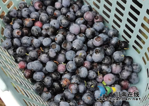 合江创业青年胡棚搏的蓝莓事业(图7)