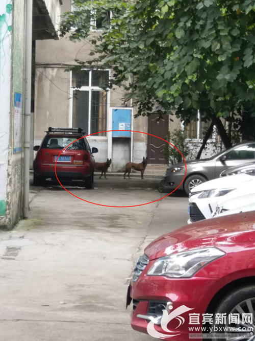 两条恶犬连伤多人&nbsp;宜宾叙州区警方介入调查(图1)