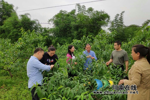 纳溪区棉花坡镇农技巡回小组开展工作(图1) 纳溪区棉花坡镇农技巡回小组开展工作(图1)