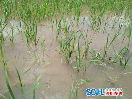 幺蛾子入侵泸州？江阳、泸县、合江已“确诊”(图1)