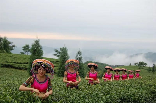 纳溪梅岭茶叶公园入选“中国美丽茶园”(图6)