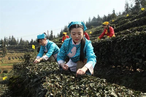 纳溪梅岭茶叶公园入选“中国美丽茶园”(图9)