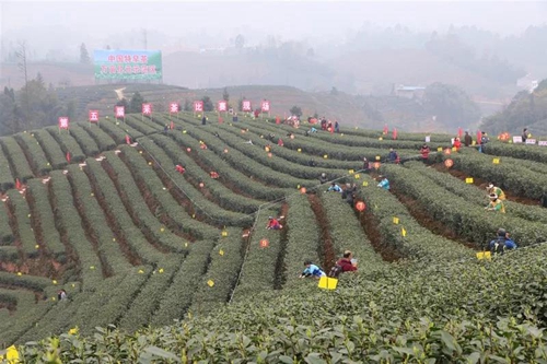 纳溪梅岭茶叶公园入选“中国美丽茶园”(图11)