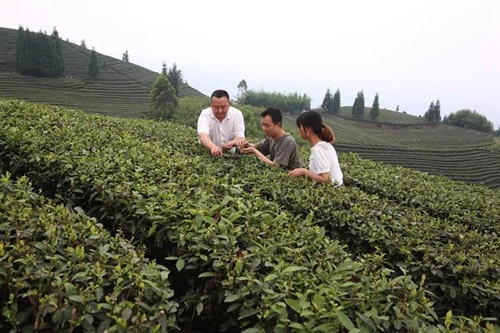 纳溪梅岭茶叶公园入选“中国美丽茶园”(图13)