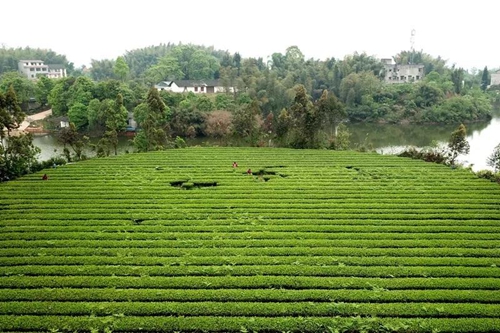 纳溪梅岭茶叶公园入选“中国美丽茶园”(图14)