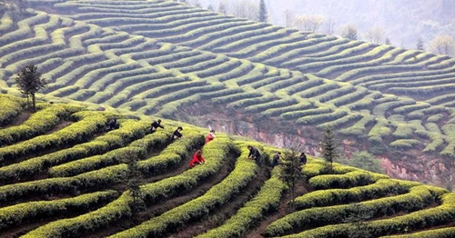 纳溪梅岭茶叶公园入选“中国美丽茶园”(图15)