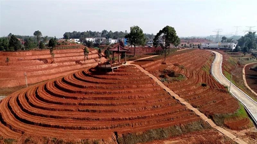 纳溪梅岭茶叶公园入选“中国美丽茶园”(图17)