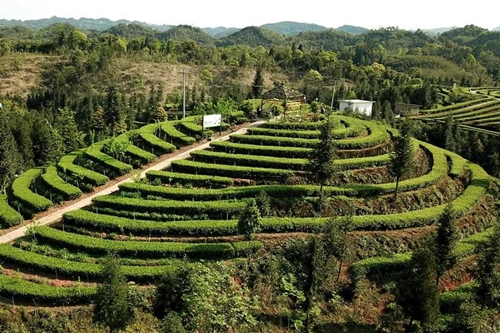 纳溪梅岭茶叶公园入选“中国美丽茶园”(图18)