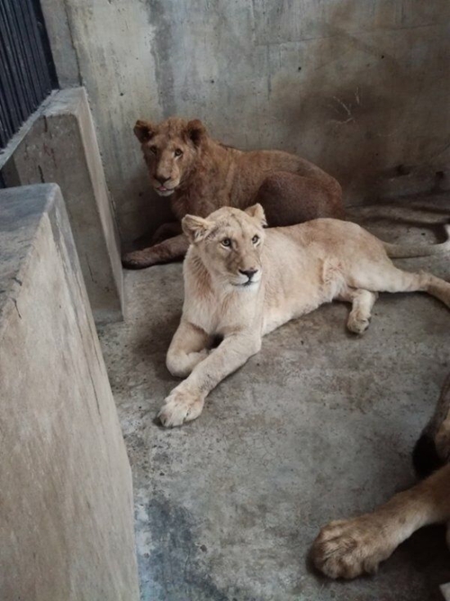 川南地区首次大规模引进10只南非幼狮(图1)