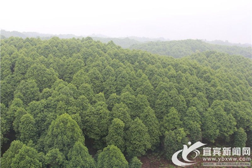 凝心聚力&nbsp;宜宾统一战线共助“世界樟海”发展(图2)