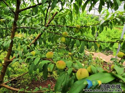 2019年龙马潭乡村文化旅游节6月1日启动(图5)