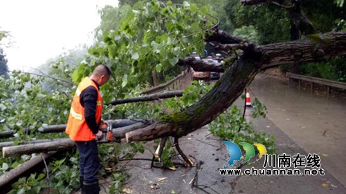合江：甘竹路一行道树折断阻路&nbsp;养护段迅速清障(图2)