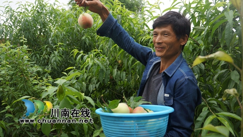 泸县立石：川渝边界桃李进入采摘期&nbsp;赶紧去尝(图1)