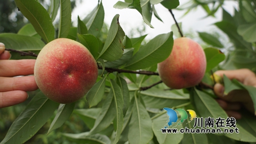 泸县立石：川渝边界桃李进入采摘期&nbsp;赶紧去尝(图2)