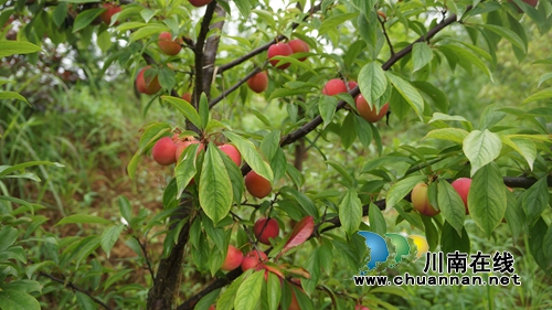 泸县立石：川渝边界桃李进入采摘期&nbsp;赶紧去尝(图3)