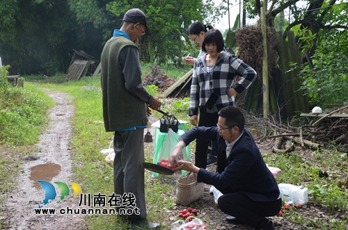 泸县太伏镇:帮扶干部助贫困户摘李找销路(图1) 泸县太伏镇:帮扶干部助贫困户摘李找销路(图1)