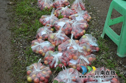 泸县太伏镇:帮扶干部助贫困户摘李找销路(图2) 泸县太伏镇:帮扶干部助贫困户摘李找销路(图2)