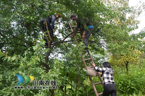 泸县太伏镇:帮扶干部助贫困户摘李找销路(图3) 泸县太伏镇:帮扶干部助贫困户摘李找销路(图3)