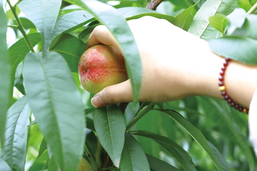 旰陌陇亩种出新风尚&nbsp;瓜果飘香采摘好体验(图1)