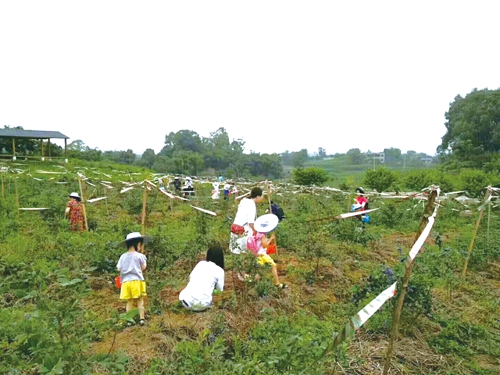 旰陌陇亩种出新风尚&nbsp;瓜果飘香采摘好体验(图2)